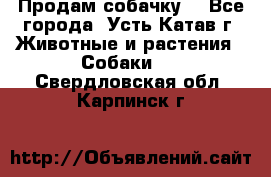 Продам собачку  - Все города, Усть-Катав г. Животные и растения » Собаки   . Свердловская обл.,Карпинск г.